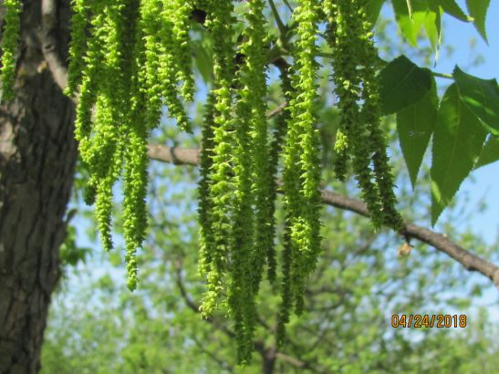 Lakota catkin image