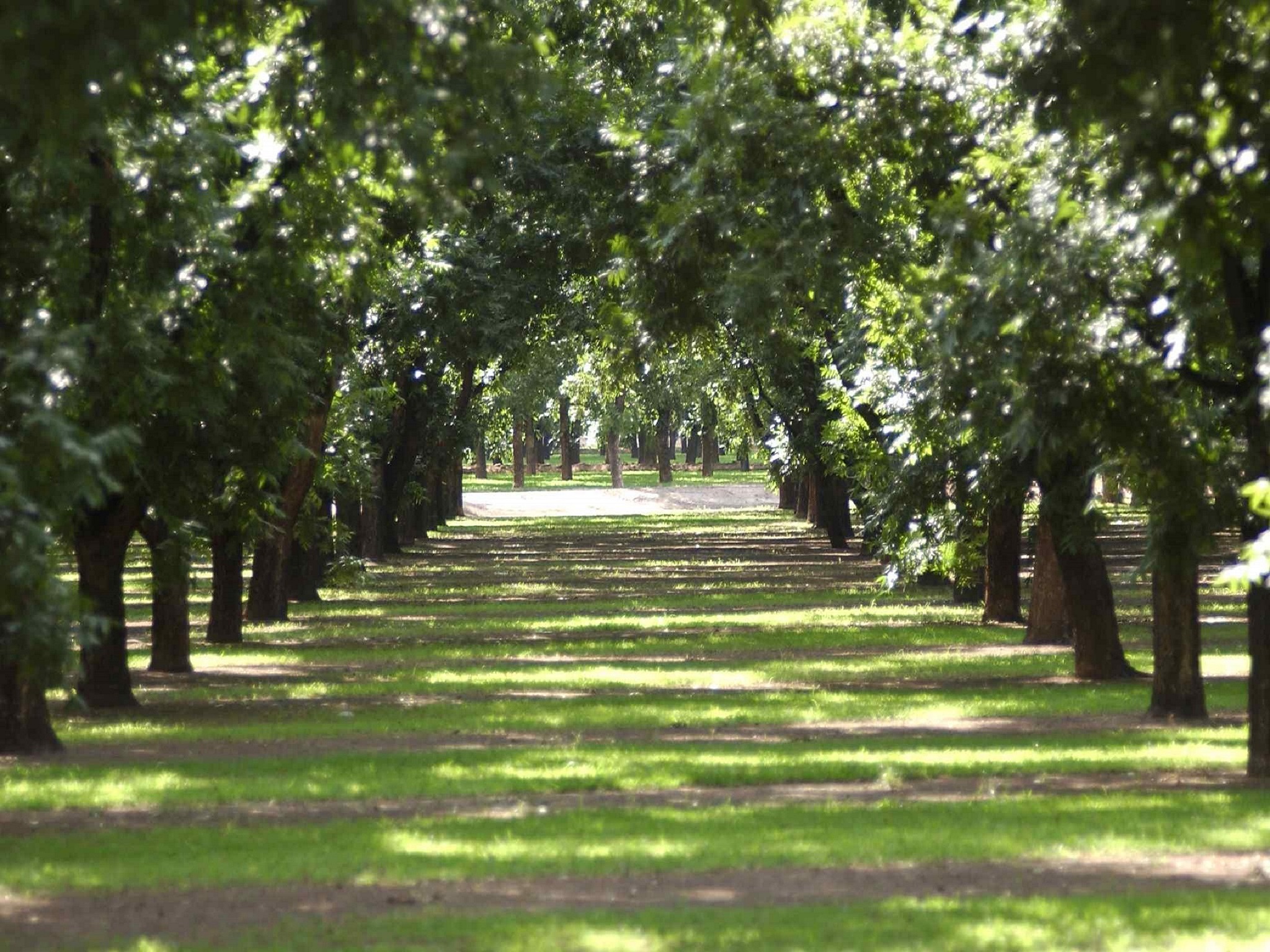 Pecan orchard image